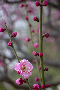 鲜花梅花立冬小雪开花粉色重瓣花蕊植物红梅立春