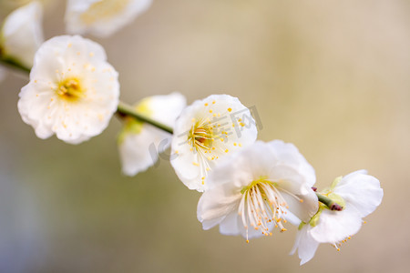 白色梅花摄影照片_花朵白色梅花风景花卉