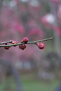 玫粉色摄影照片_梅花花草繁花自然植物春天绿色鲜花粉色花朵梅花树野外
