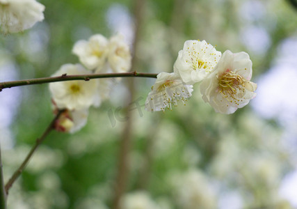 实物鲜花花束摄影照片_梅花春天自然粉色花朵鲜花梅繁花野外树木植物绿色