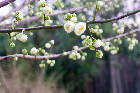 玫粉色摄影照片_梅花草自然植物春天绿色粉色花朵鲜花梅花树繁花野外
