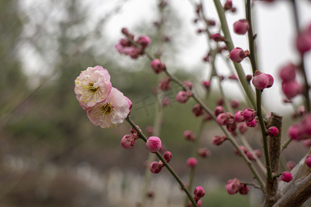 春天花蕊重瓣鲜花立春梅花立冬小雪开花粉色植物红梅