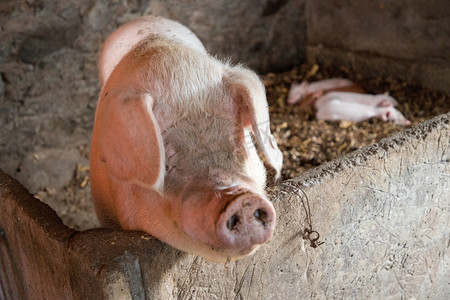 猪农家牲畜动物猪圈
