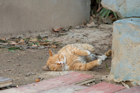 橘猫睡觉摄影照片_橘猫睡觉猫咪可爱毛茸茸