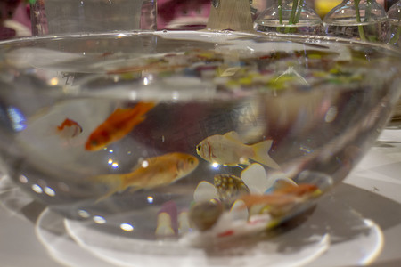 金鱼鱼缸水族馆宠物鱼类彩色