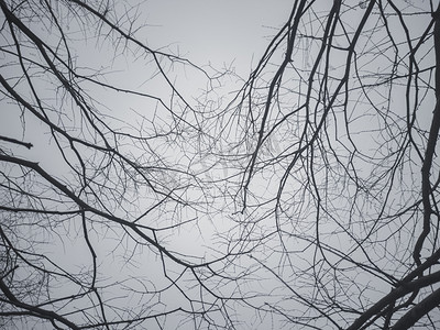 树枝颤动摄影照片_树枝枯枝剪影黑白
