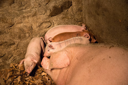 活猪摄影照片_饲养猪农家动物猪圈
