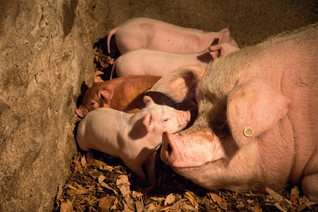 活猪摄影照片_猪动物饲养畜牧农家