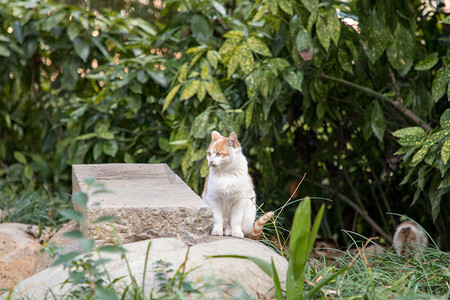 流浪猫摄影照片_橘白猫咪野猫可爱毛茸茸