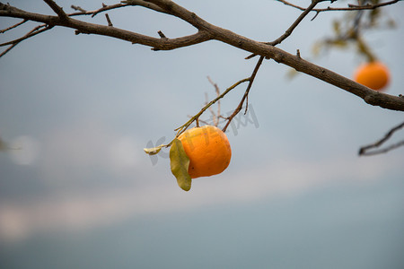 风景摄影照片_橘子果树枝条植物风景