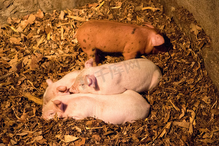 活猪摄影照片_动物猪家畜畜牧饲养