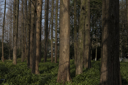 杉树林摄影照片_全国珍贵树种水杉小树林