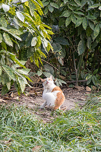 橘白猫咪毛茸茸动物小猫