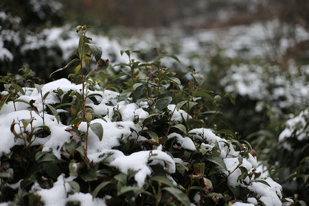 茶园积雪风景照