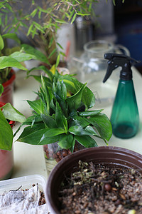 绿花盆摄影照片_办公桌上的绿植