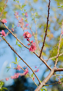 春风袭来摄影照片_春风二月的桃花
