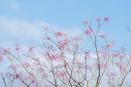 春天的粉色花朵和蓝色天空