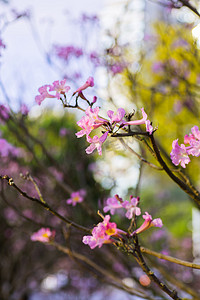 春天的粉色紫风铃