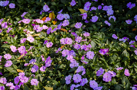 公园里一处开满了粉紫色的小花