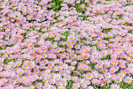 粉色花海背景摄影照片_一片粉色的小雏菊