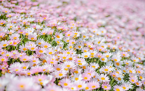 浪漫的粉色花朵摄影