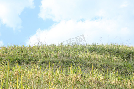古风山水国风插画摄影照片_蓝天白云下的稻谷