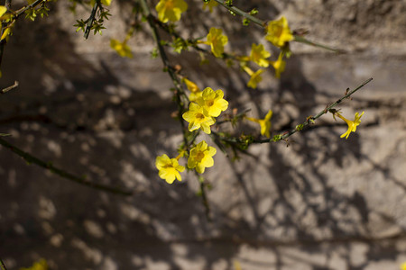 俯拍迎春花照片