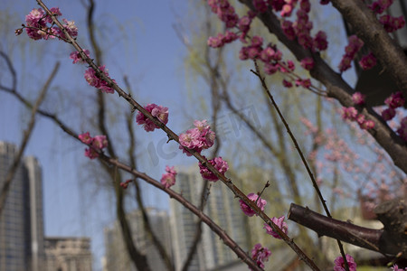 粉色梅花花枝摄影照片_仰拍梅花花枝