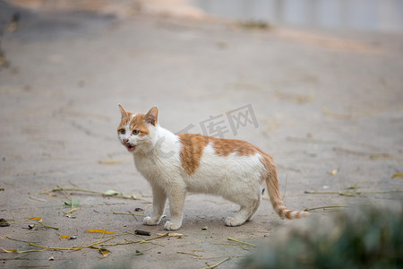 橘白猫咪可爱毛茸茸活泼
