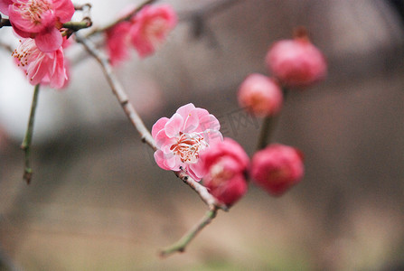 三月杭州西溪湿地梅花花卉开放