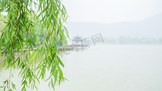 清明节草地摄影照片_春天湖边柳树