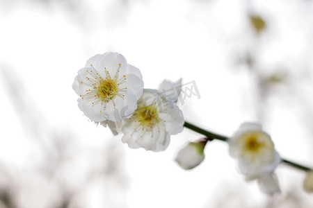 白色花瓣花朵特写春天