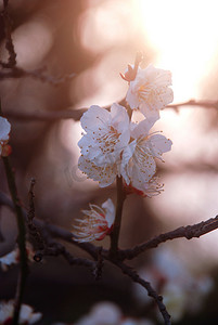 三月杭州西溪湿地梅花花卉开放