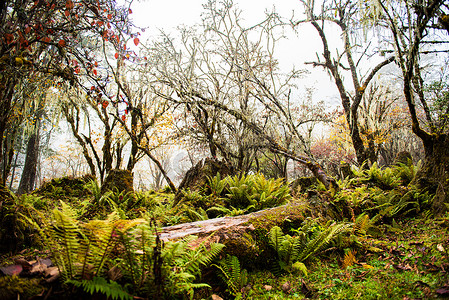 云雾森林摄影照片_地震前的红石公园原始森林风景