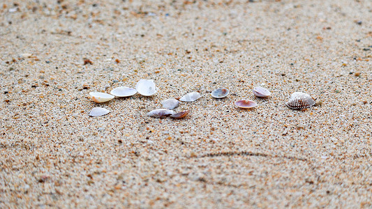 海星和小贝壳png摄影照片_海滩贝壳赶海海浪