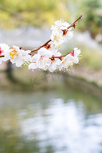 水面花瓣摄影照片_小桥水面枝条花朵春天