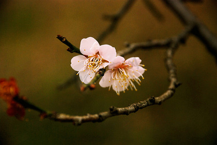 三月杭州西溪湿地梅花花卉开放