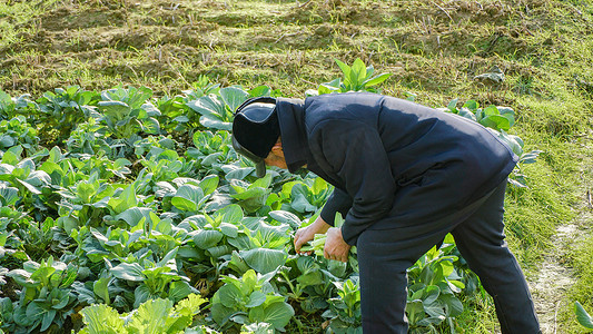 菜园里摘菜的农民