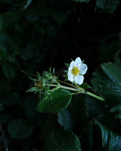 小花白花草莓花意境绿叶背景特写摄影图