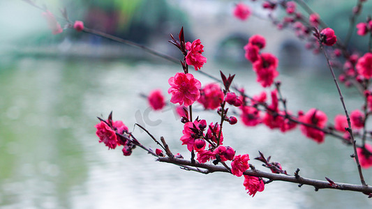 绿色花草草地摄影照片_春天盛开的梅花