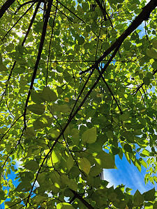 夏天小清新阳光叶子树叶摄影图