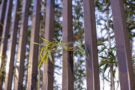 护栏竹枝拍摄