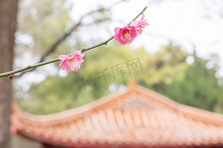 枝条古风屋顶建筑风景