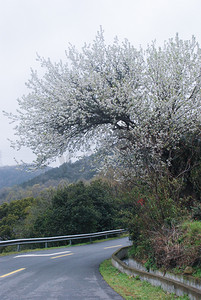 花摄影照片_春天南洞乡村梨花李花春游