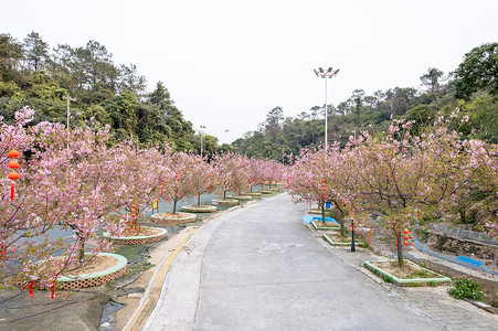 唯美花海摄影照片_春天逆光唯美樱花