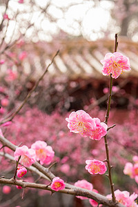 梅花粉色古风建筑天空