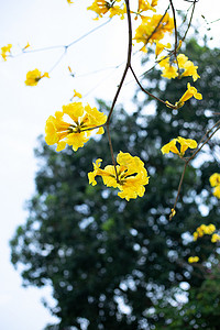 公园里的黄花木