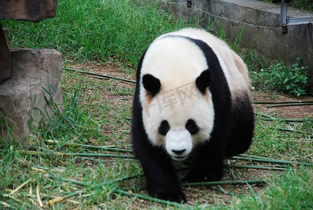 国宝熊猫可爱
