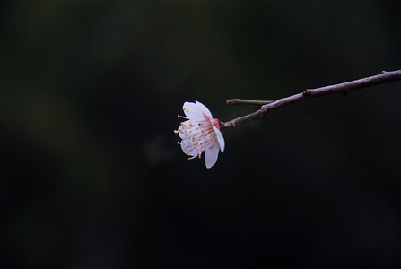 西溪湿地摄影照片_三月杭州西溪湿地梅花花卉开放