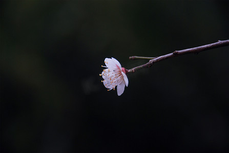 三月杭州西溪湿地梅花花卉开放